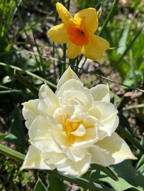 0B25A965-6F06-4504-AE3E-599FEC5CADA0 - Narcise 2017 2023 24