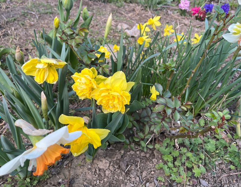 ADD1F5EB-6D4C-431A-B092-1406A0F9C8C4 - Narcise 2017 2023 24