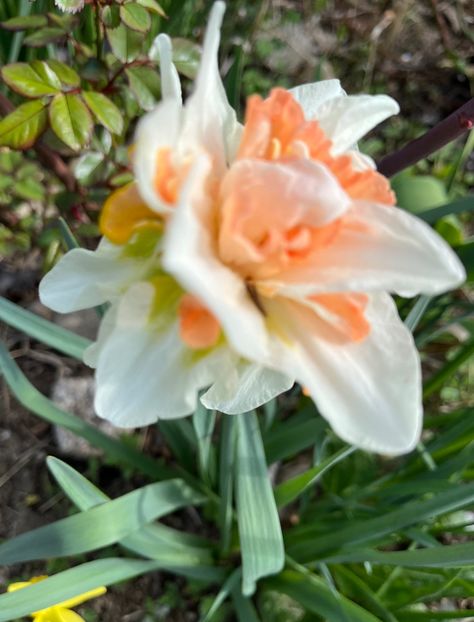 2FB0FB5C-9661-4BEA-A83B-0A32736D2974 - Narcise 2017 2023 24