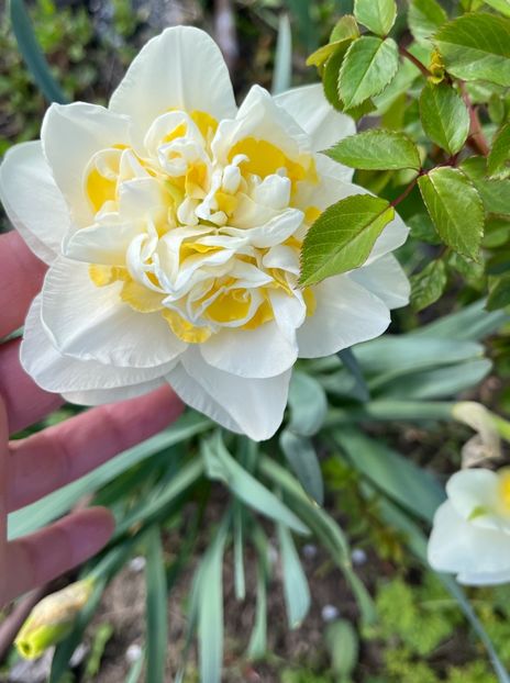 079904B9-57A7-4262-BDC1-7A9289A8A4E5 - Narcise 2017 2023 24