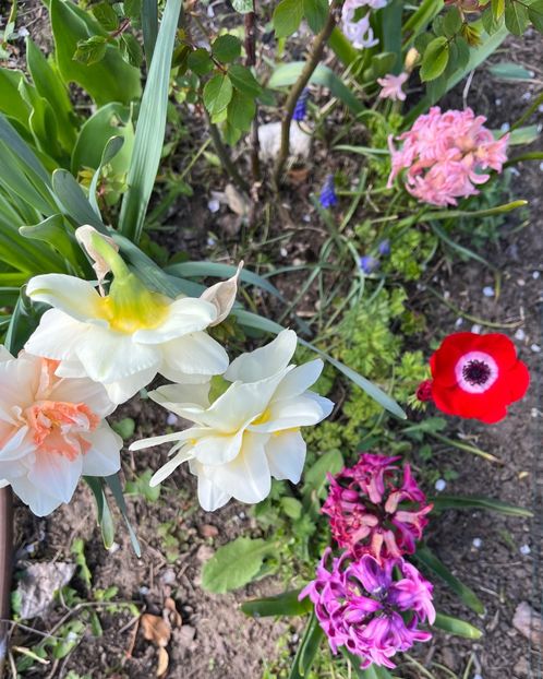 6C1B2CD8-7A2B-46BF-AFDA-5352C39ED3CB - Narcise 2017 2023 24