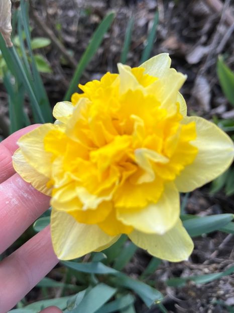 3C98E73C-F840-422A-993E-EBCBB4F074E2 - Narcise 2017 2023 24