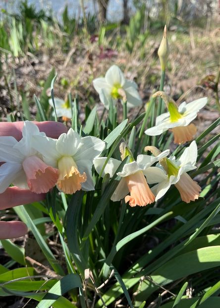 6FDCB5DA-4D26-418B-AE4D-7FA8339FFB08 - Narcise 2017 2023 24