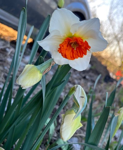 8D5644BF-2215-4E69-9C83-CB95DC3A76DB - Narcise 2017 2023 24