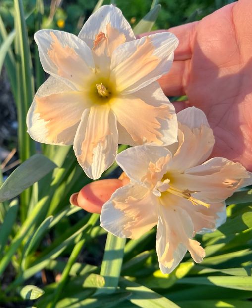 33FA61D7-F65F-4D56-88A1-8AF0A90FC353 - Narcise 2017 2023 24