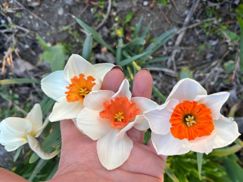 FD7BA4EF-A882-40FF-9E10-2C47AB866FCE - Narcise 2017 2023 24