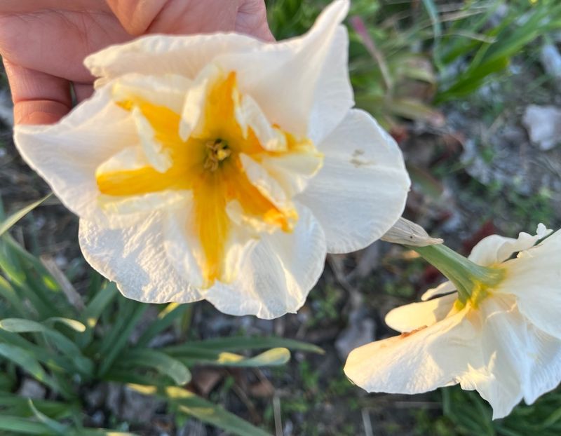 8AC83DA8-47CC-4258-8AC2-18BF064CEB77 - Narcise 2017 2023 24