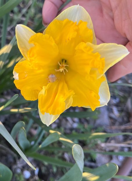 0B25CB31-94F4-4327-9791-AE7DB9030BF4 - Narcise 2017 2023 24