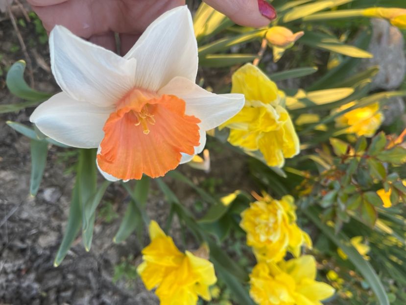 FD44E841-9ABB-4E27-B004-650582D71B2D - Narcise 2017 2023 24