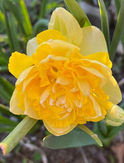 173D1C65-CBBF-4B55-A571-6EB27D193B81 - Narcise 2017 2023 24