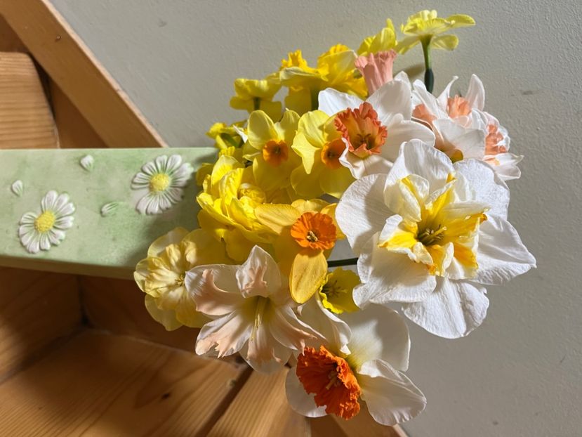 6D3726F8-BA27-4CC4-B001-BA12690FFEA9 - Narcise 2017 2023 24