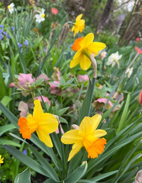 97CA6F9B-EEC4-4814-B2BF-965F62C38C8D - Narcise 2017 2023 24