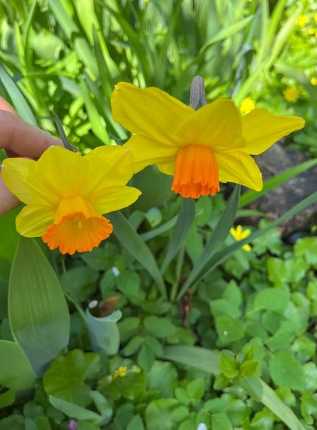 4C99E071-671D-4875-9BDA-E88547CB95C4 - Narcise 2017 2023 24