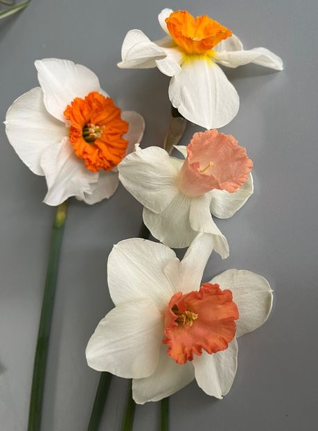 48078B7A-F87E-4431-BD98-A2B1D602595E - Narcise 2017 2023 24