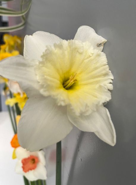 22E9540E-DD70-4530-B482-35DED7D7D82F - Narcise 2017 2023 24