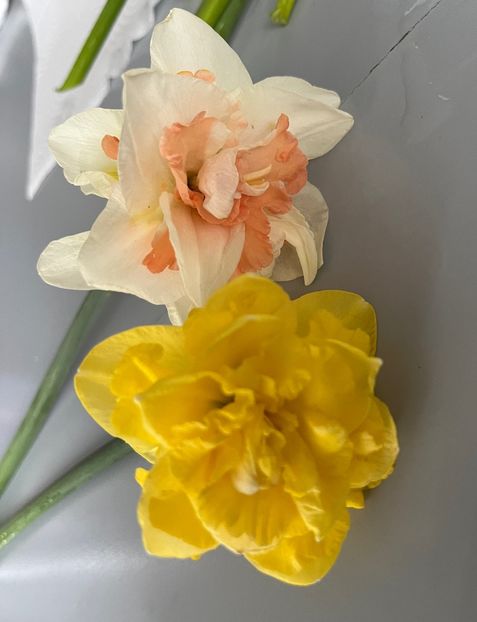 A0D2BBD1-5C33-466B-A96B-A790C73281C3 - Narcise 2017 2023 24