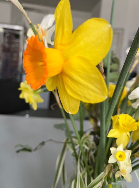 7D1E996A-7996-4726-9A57-C0723CAA5FAB - Narcise 2017 2023 24