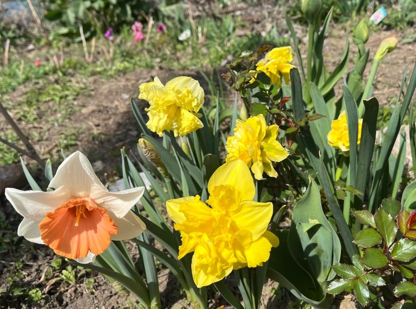 7B8DB451-9B8C-4A59-BD38-F4B3233AF250 - Narcise 2017 2023 24