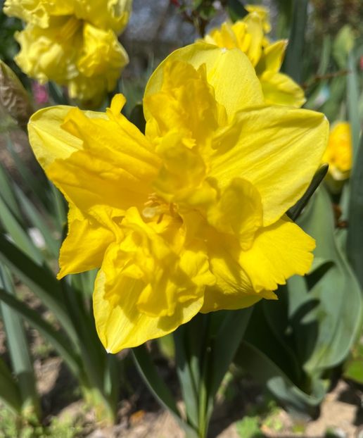 DA40F251-4C37-4FA3-8CDE-31334A82D2A8 - Narcise 2017 2023 24