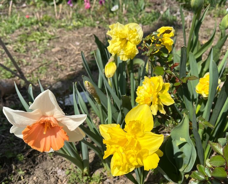 61E9BF68-BD55-4F83-9D1F-622792A7CA3D - Narcise 2017 2023 24