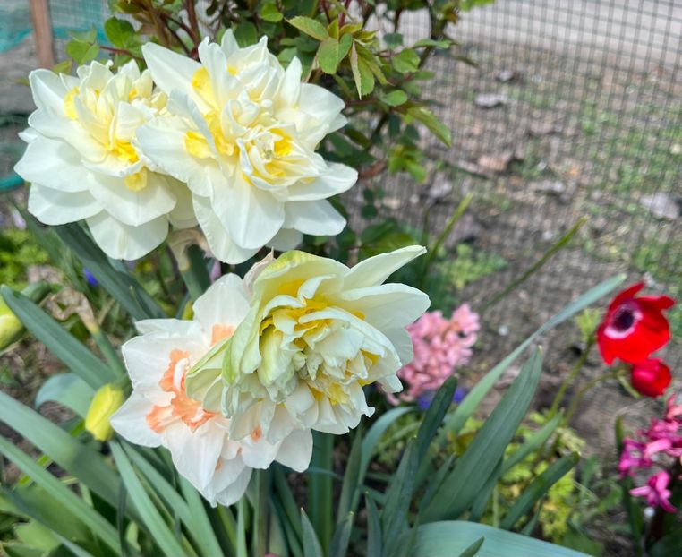 12493E27-AF7C-4486-A671-805B5DF8F5F9 - Narcise 2017 2023 24