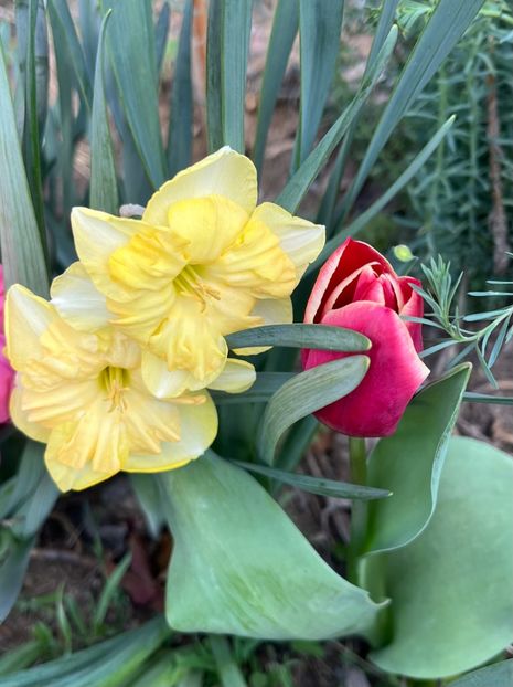 F9E13C95-B3CB-4300-A849-47198130D6E8 - Narcise 2017 2023 24