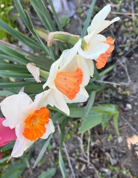 C6CE7F86-4942-408F-A53A-99E2ACA73245 - Narcise 2017 2023 24