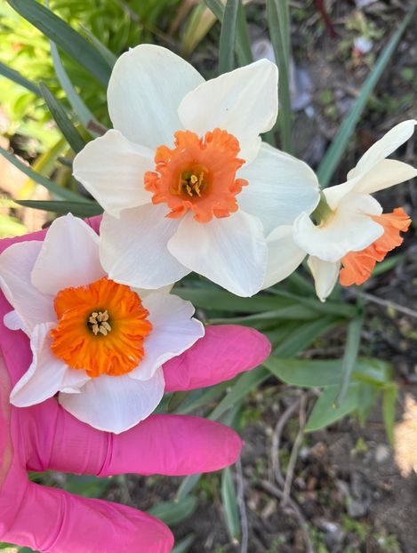 FEDAAF8D-C03F-403C-9B6F-6C5D2E2953E8 - Narcise 2017 2023 24