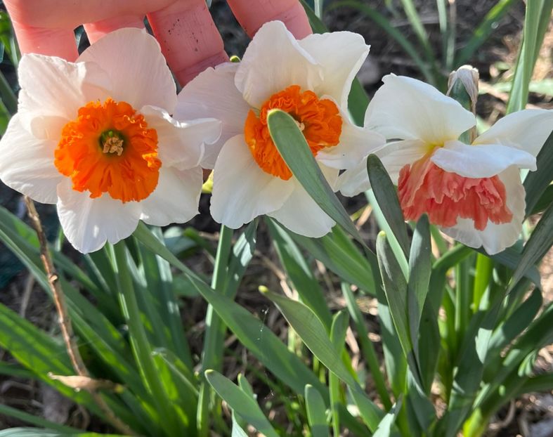 E3D079C9-C008-4216-8A0D-C8A27E45A641 - Narcise 2017 2023 24