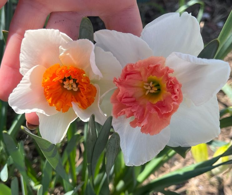 A89B0A90-74BA-44B6-91DE-0F8E33B30300 - Narcise 2017 2023 24