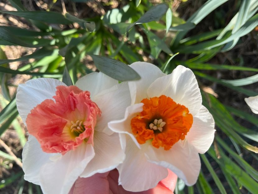 4289ED2C-97A2-4F38-AFC7-6FB060E8E708 - Narcise 2017 2023 24