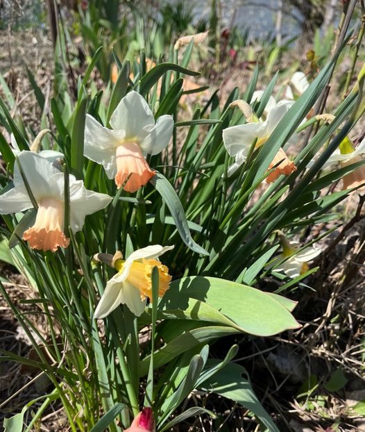 0FAC9A3B-0EF9-4295-B6BA-8B771C64CD71 - Narcise 2017 2023 24