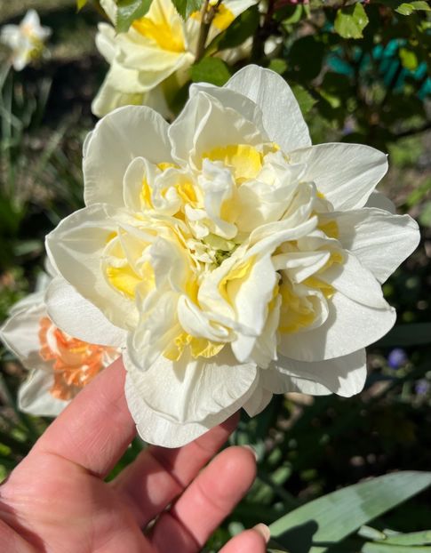 F68E245C-3B9C-44CC-ADD0-0D7E2F0F78CA - Narcise 2017 2023 24