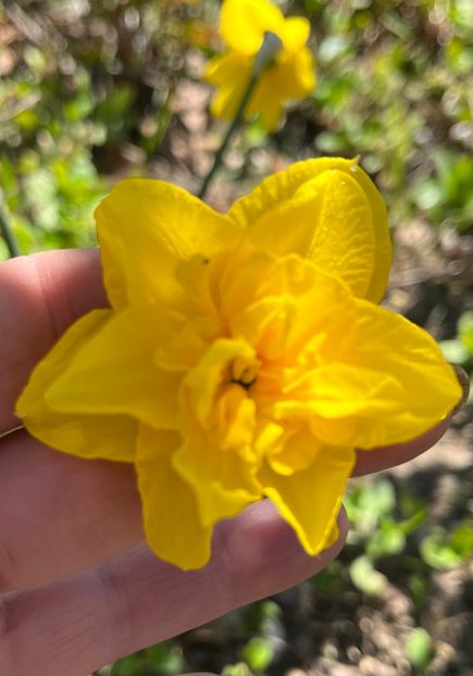 C6ACA526-EF19-46F8-893A-B83FC36A432B - Narcise 2017 2023 24