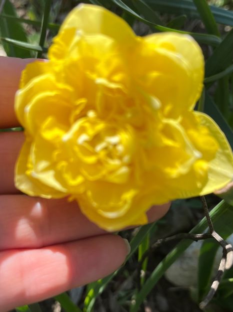 940484F1-8E7B-42D9-B5B3-15451F9F29C2 - Narcise 2017 2023 24