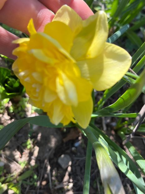 C3FA8A0E-F371-4C40-B80F-3A5B9E92A259 - Narcise 2017 2023 24