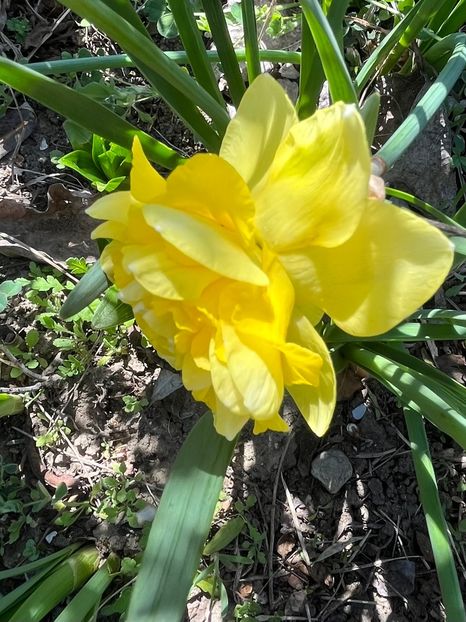 AD2B7931-A8DB-4CF9-A4EF-DBD226A04909 - Narcise 2017 2023 24