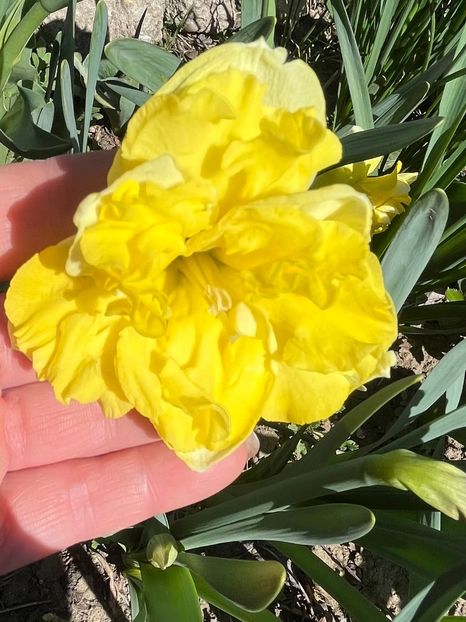 Sailorman - Narcise 2017 2023 24