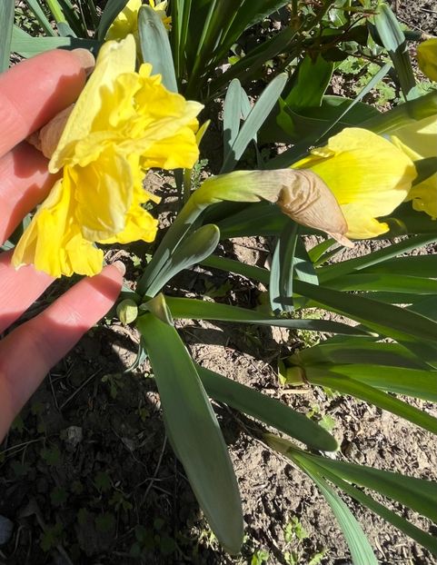 66F34066-309B-4F1B-B4FB-FCAC1F1E70AC - Narcise 2017 2023 24