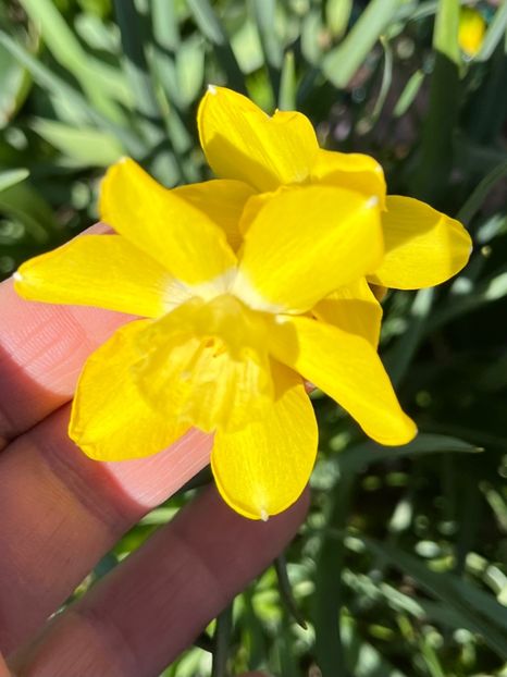 505C360E-FF03-47D4-A161-F7F42687A0F5 - Narcise 2017 2023 24