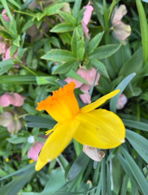 DF062B98-8172-46AD-BDA0-B221B4AFD60F - Narcise 2017 2023 24