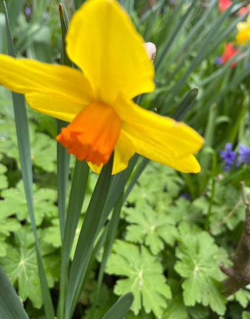 7065F8D2-DB16-47F1-9270-43DADCDEB6F7 - Narcise 2017 2023 24