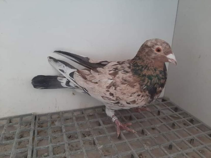  - Nu îmi aparțin 6