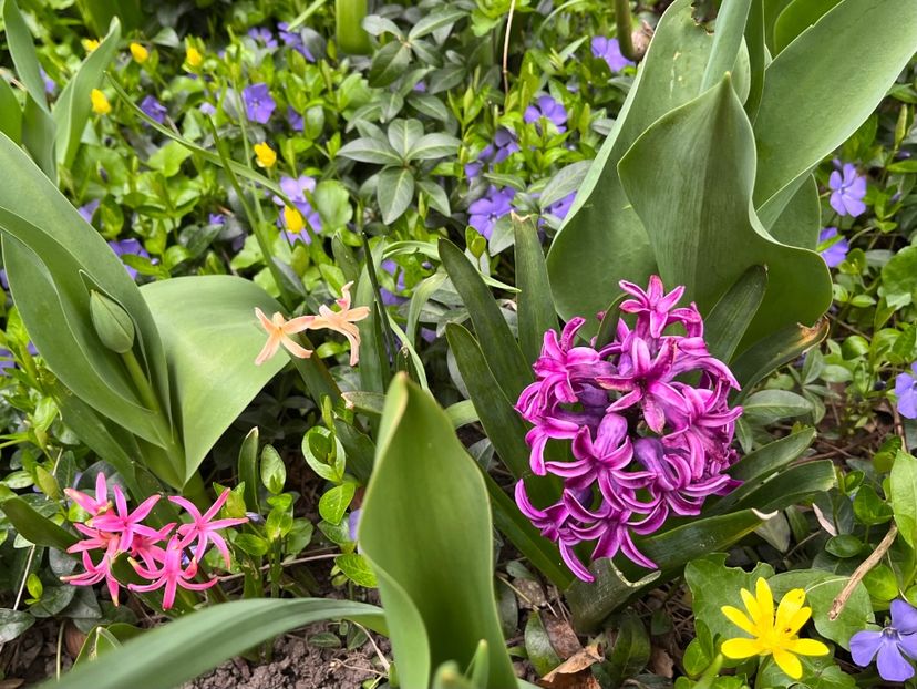 F16CB04A-7D04-44E1-995F-8B508B535BA3 - Martie 2023