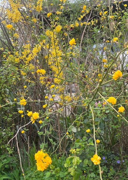 6942C523-042D-4C69-82B2-AC932C5837CB - Martie 2023