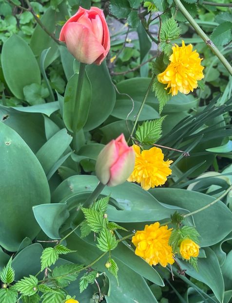 C35DC3BF-D63D-405C-AFA3-6F69CC132394 - Martie 2023