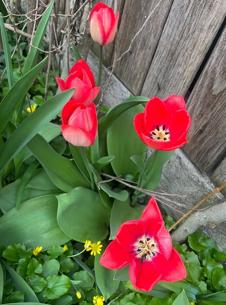 AF48C2C5-C384-4E2E-BA25-87AE5EC0D6A1 - Martie 2023