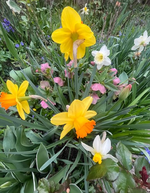 81ADFD1E-D7D7-4B16-9060-31EEC11316CC - Martie 2023