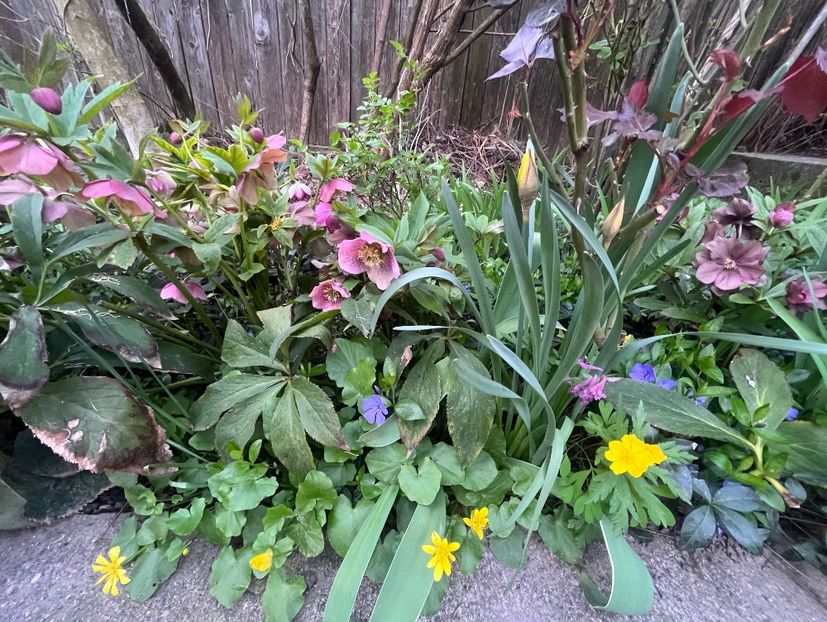 BED91888-2FF2-47C6-B26E-9F1E9968D483 - Martie 2023