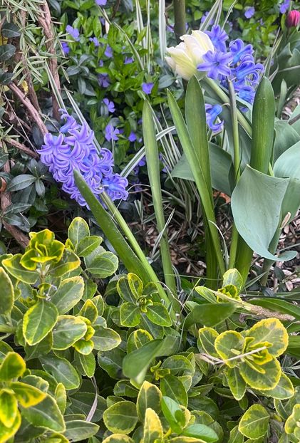 A829BAEC-3AC8-4DB6-ACF0-37B4D3BCEDE0 - Martie 2023